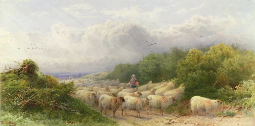 Sheep on the Downs